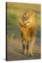 Lion (Panthera leo) adult male, shaking flies from head and mane in morning sunlight, Tanzania-Winfried Wisniewski-Stretched Canvas