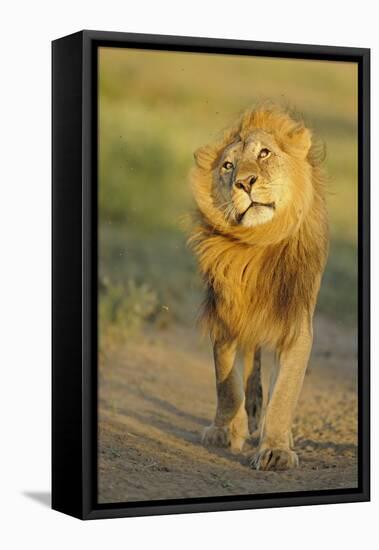 Lion (Panthera leo) adult male, shaking flies from head and mane in morning sunlight, Tanzania-Winfried Wisniewski-Framed Stretched Canvas