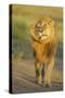 Lion (Panthera leo) adult male, shaking flies from head and mane in morning sunlight, Tanzania-Winfried Wisniewski-Stretched Canvas