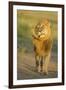 Lion (Panthera leo) adult male, shaking flies from head and mane in morning sunlight, Tanzania-Winfried Wisniewski-Framed Photographic Print