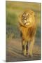 Lion (Panthera leo) adult male, shaking flies from head and mane in morning sunlight, Tanzania-Winfried Wisniewski-Mounted Photographic Print