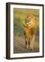 Lion (Panthera leo) adult male, shaking flies from head and mane in morning sunlight, Tanzania-Winfried Wisniewski-Framed Photographic Print