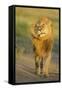 Lion (Panthera leo) adult male, shaking flies from head and mane in morning sunlight, Tanzania-Winfried Wisniewski-Framed Stretched Canvas