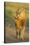 Lion (Panthera leo) adult male, shaking flies from head and mane in morning sunlight, Tanzania-Winfried Wisniewski-Stretched Canvas