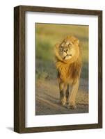 Lion (Panthera leo) adult male, shaking flies from head and mane in morning sunlight, Tanzania-Winfried Wisniewski-Framed Photographic Print