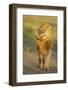 Lion (Panthera leo) adult male, shaking flies from head and mane in morning sunlight, Tanzania-Winfried Wisniewski-Framed Photographic Print