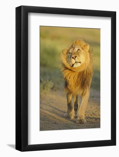 Lion (Panthera leo) adult male, shaking flies from head and mane in morning sunlight, Tanzania-Winfried Wisniewski-Framed Photographic Print