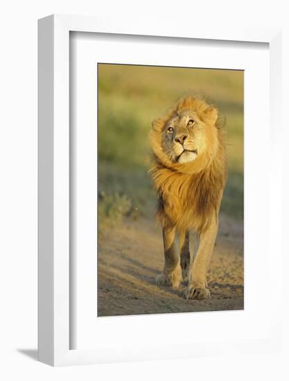 Lion (Panthera leo) adult male, shaking flies from head and mane in morning sunlight, Tanzania-Winfried Wisniewski-Framed Photographic Print