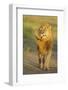 Lion (Panthera leo) adult male, shaking flies from head and mane in morning sunlight, Tanzania-Winfried Wisniewski-Framed Photographic Print