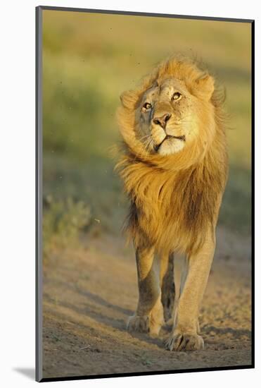 Lion (Panthera leo) adult male, shaking flies from head and mane in morning sunlight, Tanzania-Winfried Wisniewski-Mounted Photographic Print