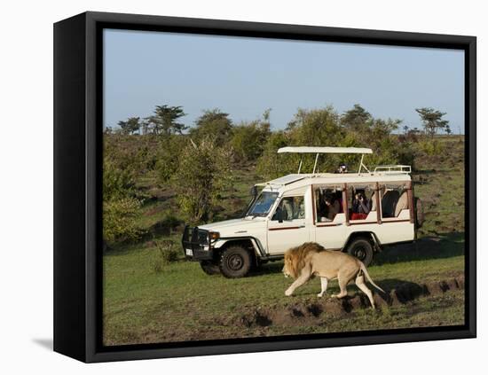 Lion (Panthera Leo) and Safari Vehicle, Masai Mara, Kenya, East Africa, Africa-Sergio Pitamitz-Framed Stretched Canvas