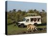 Lion (Panthera Leo) and Safari Vehicle, Masai Mara, Kenya, East Africa, Africa-Sergio Pitamitz-Stretched Canvas