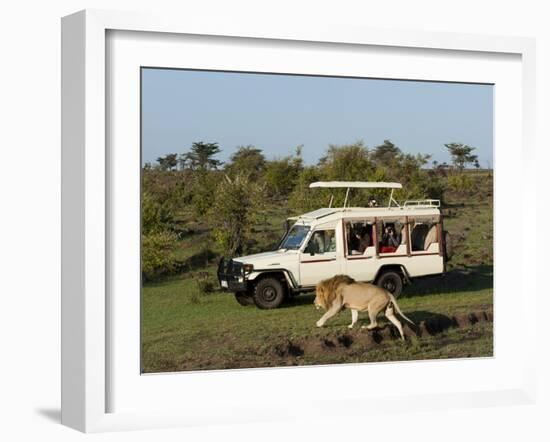 Lion (Panthera Leo) and Safari Vehicle, Masai Mara, Kenya, East Africa, Africa-Sergio Pitamitz-Framed Photographic Print