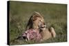 Lion (Panthera Leo) at a Wildebeest Carcass-James Hager-Stretched Canvas