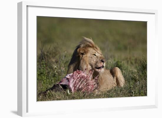 Lion (Panthera Leo) at a Wildebeest Carcass-James Hager-Framed Photographic Print