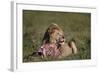 Lion (Panthera Leo) at a Wildebeest Carcass-James Hager-Framed Photographic Print