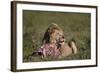 Lion (Panthera Leo) at a Wildebeest Carcass-James Hager-Framed Photographic Print