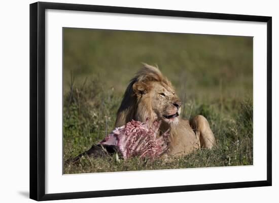 Lion (Panthera Leo) at a Wildebeest Carcass-James Hager-Framed Photographic Print