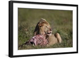 Lion (Panthera Leo) at a Wildebeest Carcass-James Hager-Framed Photographic Print