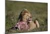 Lion (Panthera Leo) at a Wildebeest Carcass-James Hager-Mounted Photographic Print