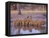 Lion (Panthera Leo) at Water Hole, Okavango Delta, Botswana, Africa-Paul Allen-Framed Stretched Canvas