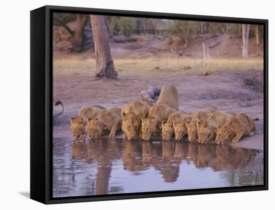 Lion (Panthera Leo) at Water Hole, Okavango Delta, Botswana, Africa-Paul Allen-Framed Stretched Canvas