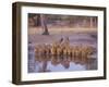 Lion (Panthera Leo) at Water Hole, Okavango Delta, Botswana, Africa-Paul Allen-Framed Photographic Print