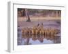 Lion (Panthera Leo) at Water Hole, Okavango Delta, Botswana, Africa-Paul Allen-Framed Photographic Print