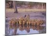 Lion (Panthera Leo) at Water Hole, Okavango Delta, Botswana, Africa-Paul Allen-Mounted Photographic Print