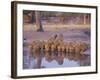 Lion (Panthera Leo) at Water Hole, Okavango Delta, Botswana, Africa-Paul Allen-Framed Photographic Print