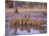 Lion (Panthera Leo) at Water Hole, Okavango Delta, Botswana, Africa-Paul Allen-Mounted Photographic Print