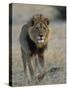 Lion (Panthera Leo), Chobe National Park, Savuti, Botswana, Africa-Thorsten Milse-Stretched Canvas