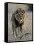 Lion (Panthera Leo), Chobe National Park, Savuti, Botswana, Africa-Thorsten Milse-Framed Stretched Canvas