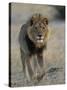 Lion (Panthera Leo), Chobe National Park, Savuti, Botswana, Africa-Thorsten Milse-Stretched Canvas
