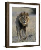 Lion (Panthera Leo), Chobe National Park, Savuti, Botswana, Africa-Thorsten Milse-Framed Photographic Print