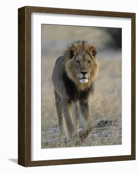 Lion (Panthera Leo), Chobe National Park, Savuti, Botswana, Africa-Thorsten Milse-Framed Photographic Print