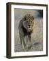 Lion (Panthera Leo), Chobe National Park, Savuti, Botswana, Africa-Thorsten Milse-Framed Photographic Print