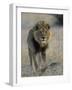 Lion (Panthera Leo), Chobe National Park, Savuti, Botswana, Africa-Thorsten Milse-Framed Photographic Print