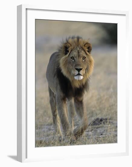 Lion (Panthera Leo), Chobe National Park, Savuti, Botswana, Africa-Thorsten Milse-Framed Photographic Print