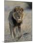 Lion (Panthera Leo), Chobe National Park, Savuti, Botswana, Africa-Thorsten Milse-Mounted Photographic Print