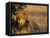Lion, Panthera Leo, Chobe National Park, Savuti, Botswana, Africa-Thorsten Milse-Framed Stretched Canvas