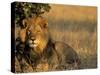 Lion, Panthera Leo, Chobe National Park, Savuti, Botswana, Africa-Thorsten Milse-Stretched Canvas