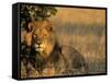 Lion, Panthera Leo, Chobe National Park, Savuti, Botswana, Africa-Thorsten Milse-Framed Stretched Canvas