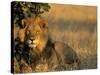 Lion, Panthera Leo, Chobe National Park, Savuti, Botswana, Africa-Thorsten Milse-Stretched Canvas