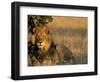 Lion, Panthera Leo, Chobe National Park, Savuti, Botswana, Africa-Thorsten Milse-Framed Photographic Print