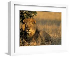 Lion, Panthera Leo, Chobe National Park, Savuti, Botswana, Africa-Thorsten Milse-Framed Photographic Print