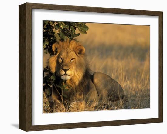 Lion, Panthera Leo, Chobe National Park, Savuti, Botswana, Africa-Thorsten Milse-Framed Photographic Print