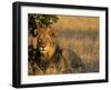 Lion, Panthera Leo, Chobe National Park, Savuti, Botswana, Africa-Thorsten Milse-Framed Photographic Print