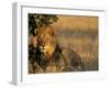 Lion, Panthera Leo, Chobe National Park, Savuti, Botswana, Africa-Thorsten Milse-Framed Photographic Print