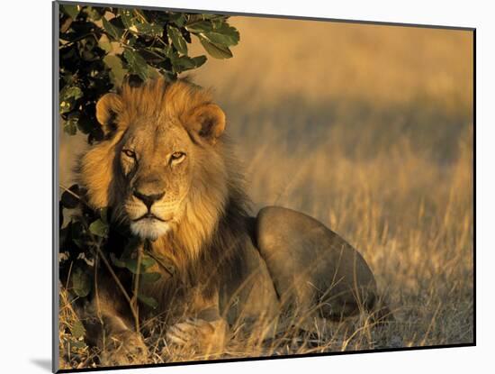 Lion, Panthera Leo, Chobe National Park, Savuti, Botswana, Africa-Thorsten Milse-Mounted Photographic Print